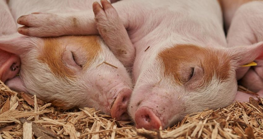 Значение сна свинья
