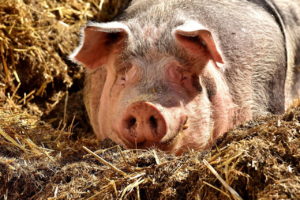 Значение сна свинья