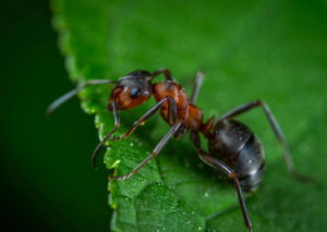 Значение сна муравьи