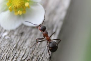Значение сна муравьи