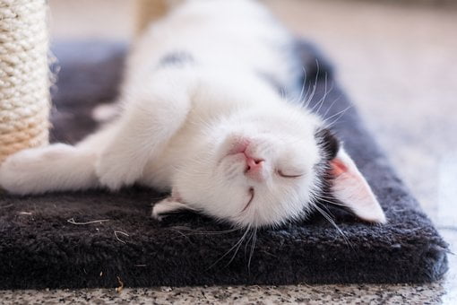 Котята во сне: обращаем внимание на детали