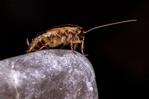 Значение сна тараканы