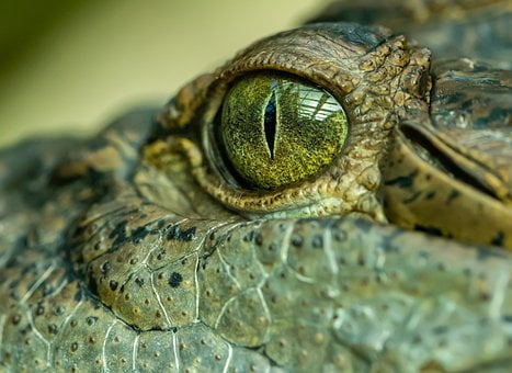 Значение сна крокодил