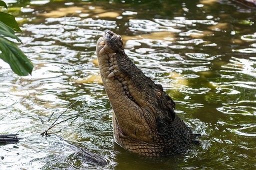 Значение сна крокодил