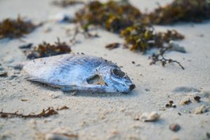 Мертвая рыба или животное во сне: что означает?