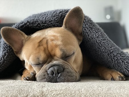 Значение сна собака