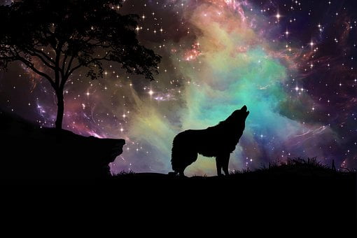 Волки во сне: что означает?
