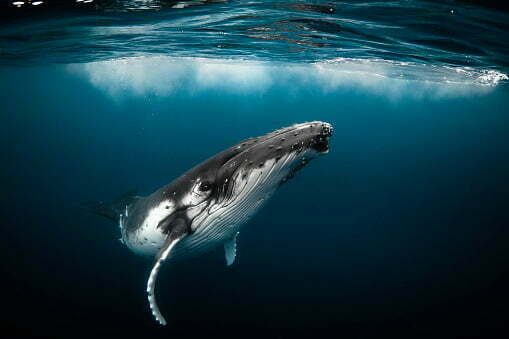 Приснился кит: трактовка сна про кита