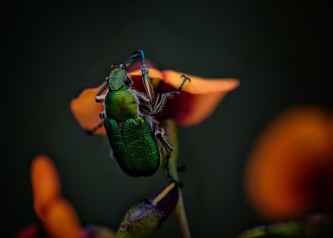 К чему снятся жуки?