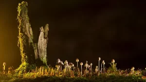 Чего ждать от жизни, если приснились грибы?