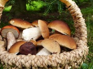 Чего ждать от жизни, если приснились грибы?