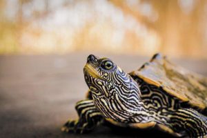 Снится черепаха: значение и расшифровка сна