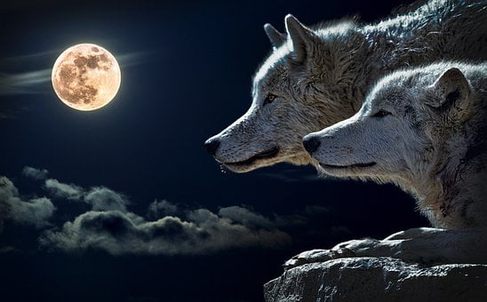 Волки во сне: что означает?